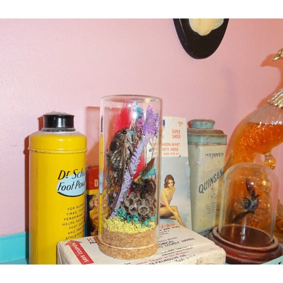 Cicada Wasp Nest & Carpenter Bee Oddity Jar curiosity dome insect taxidermy goth - Picture 10 of 15